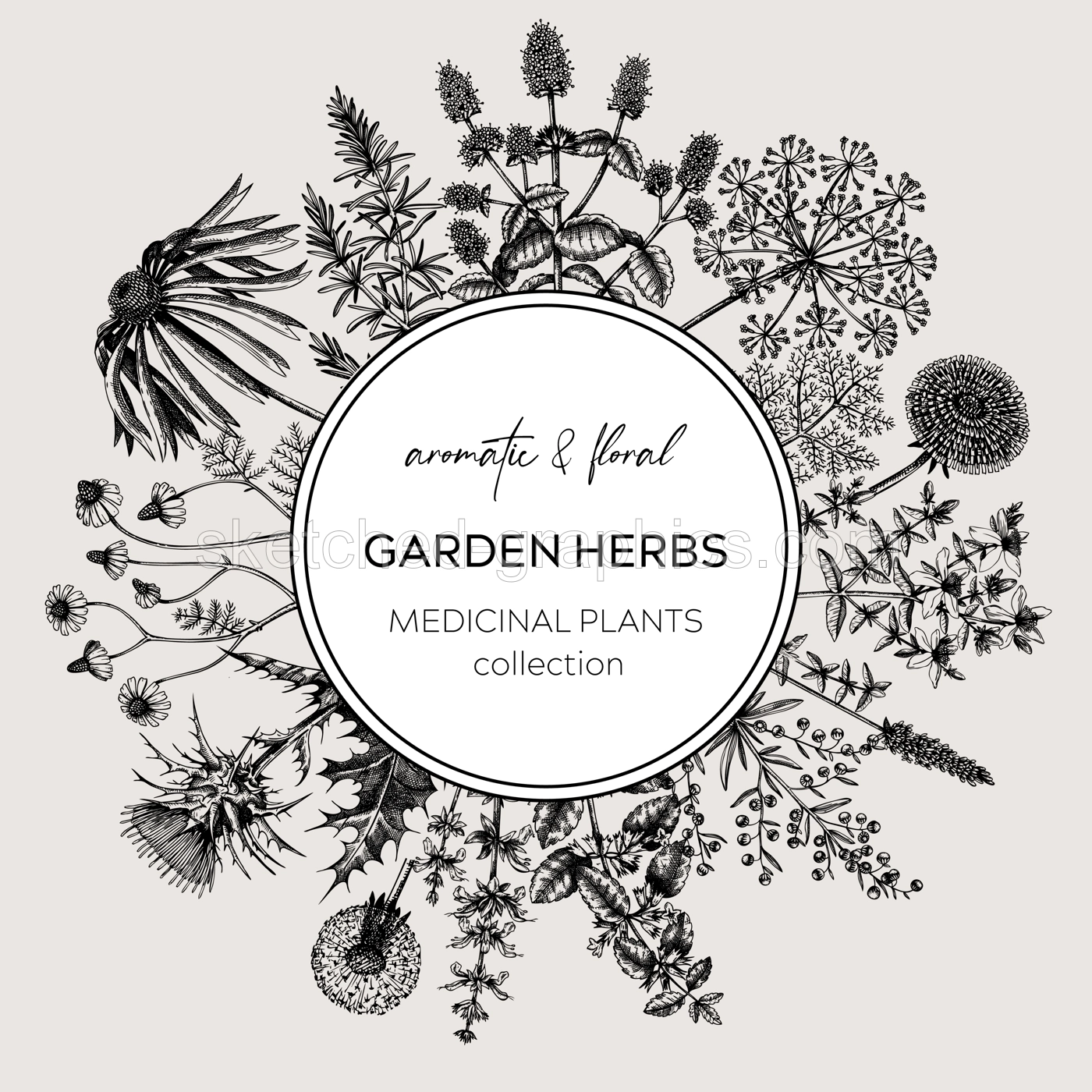 Vintage herbs wreath. Sketched aromatic plants border. Botanical design. Herbal tea ingredient sketches. Hand drawn flowers banners for cosmetics, perfumery, herbal medicine. Floral card template Illustration